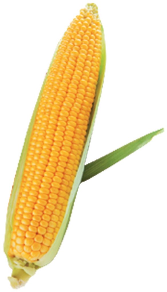 Corn