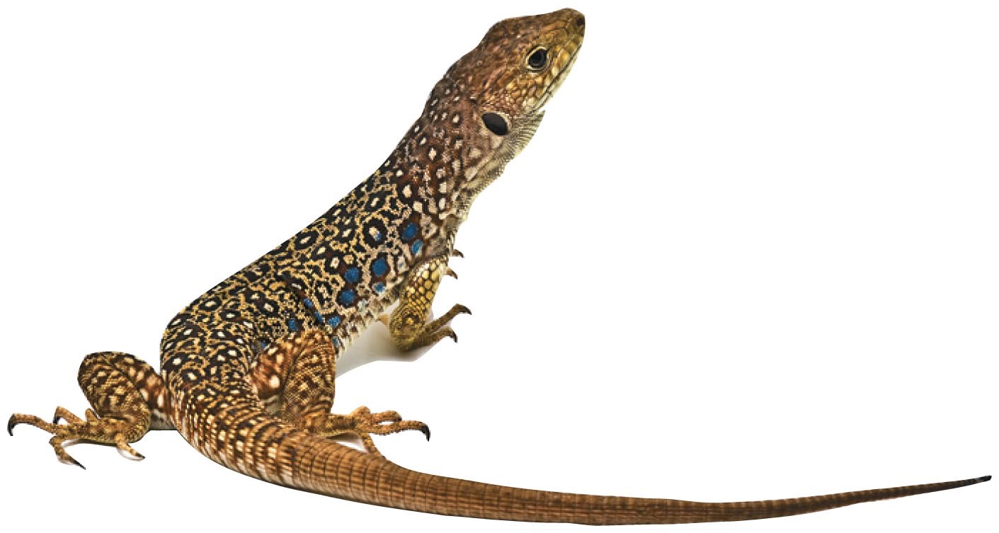 Reptiles (lizards, snakes, and turtles) often carry Salmonella