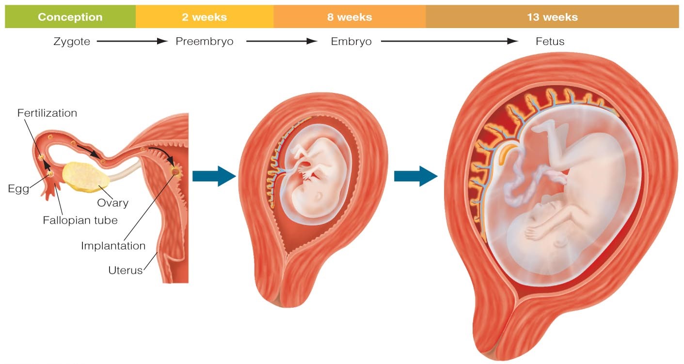 Fetal Development in the First Trimester