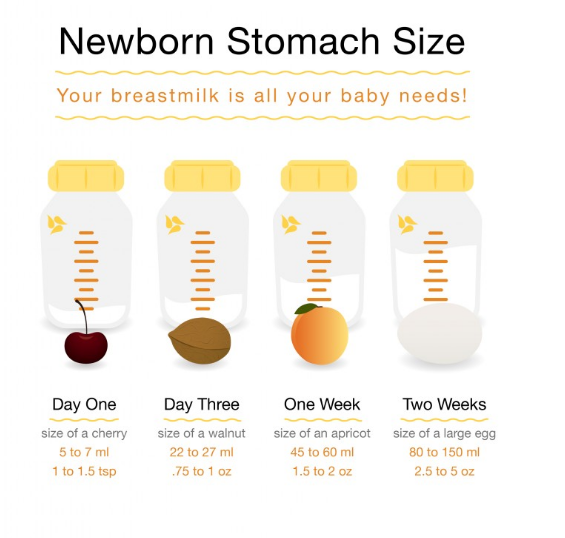 The Size Of Your Baby’s Stomach