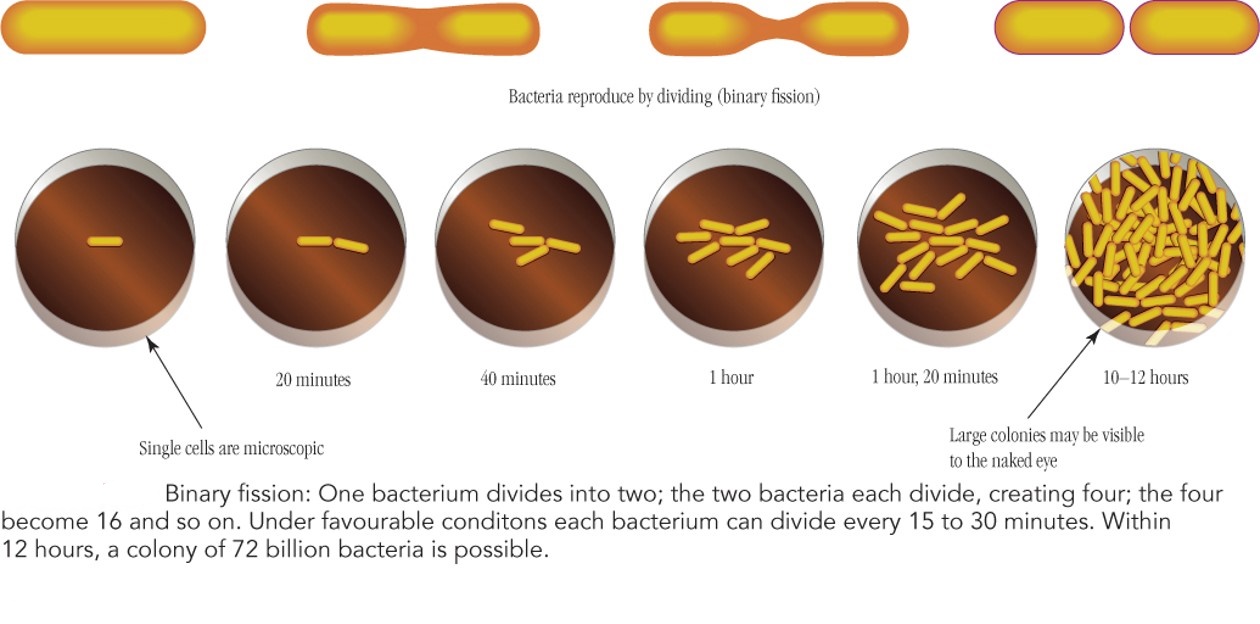 Bacterial duplication