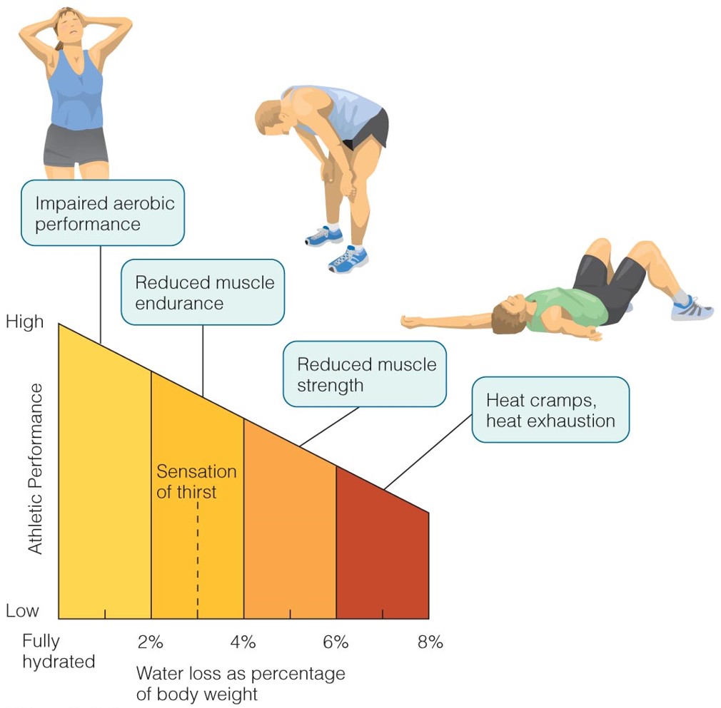 Effects of Dehydration on Exercise Performance