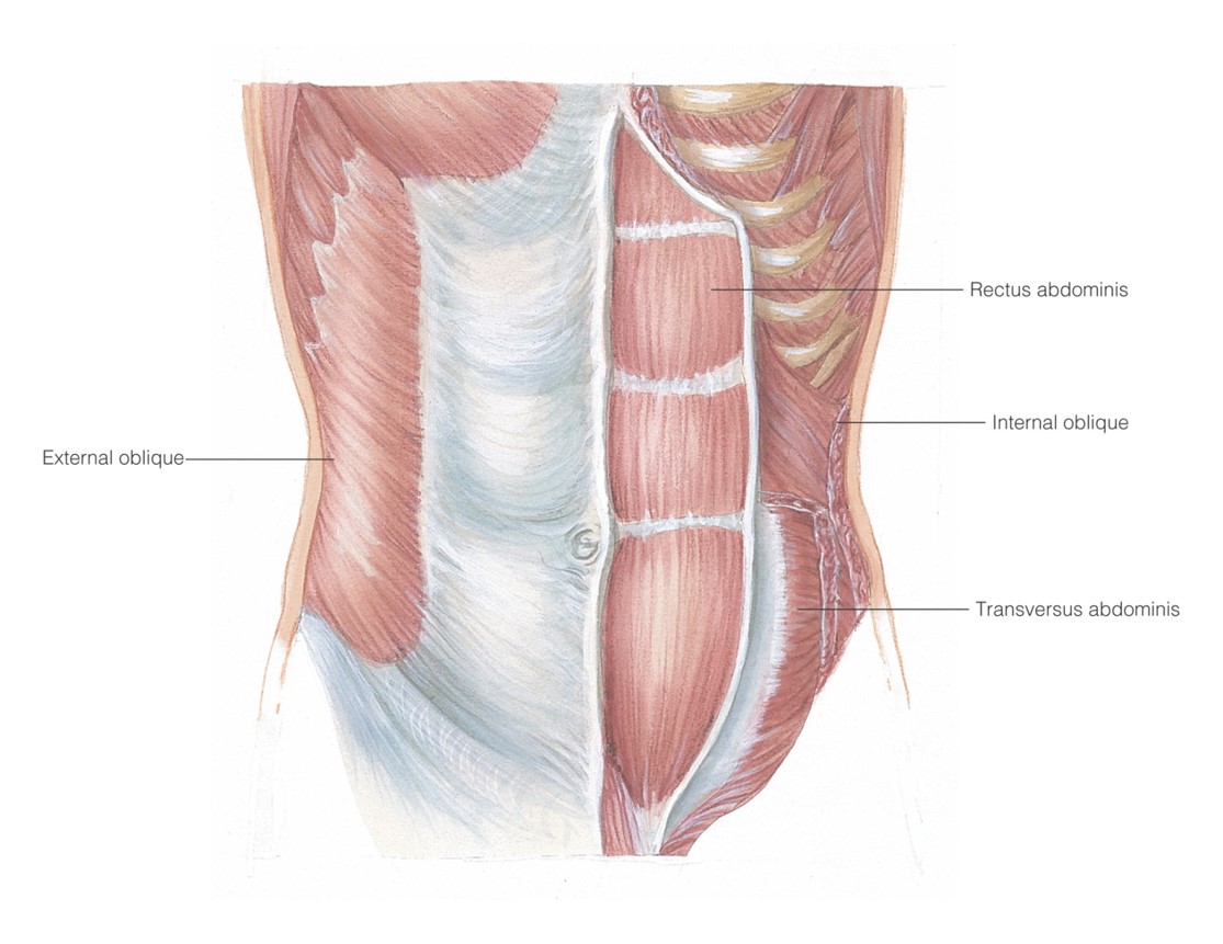 Muscles of the abdominal wall