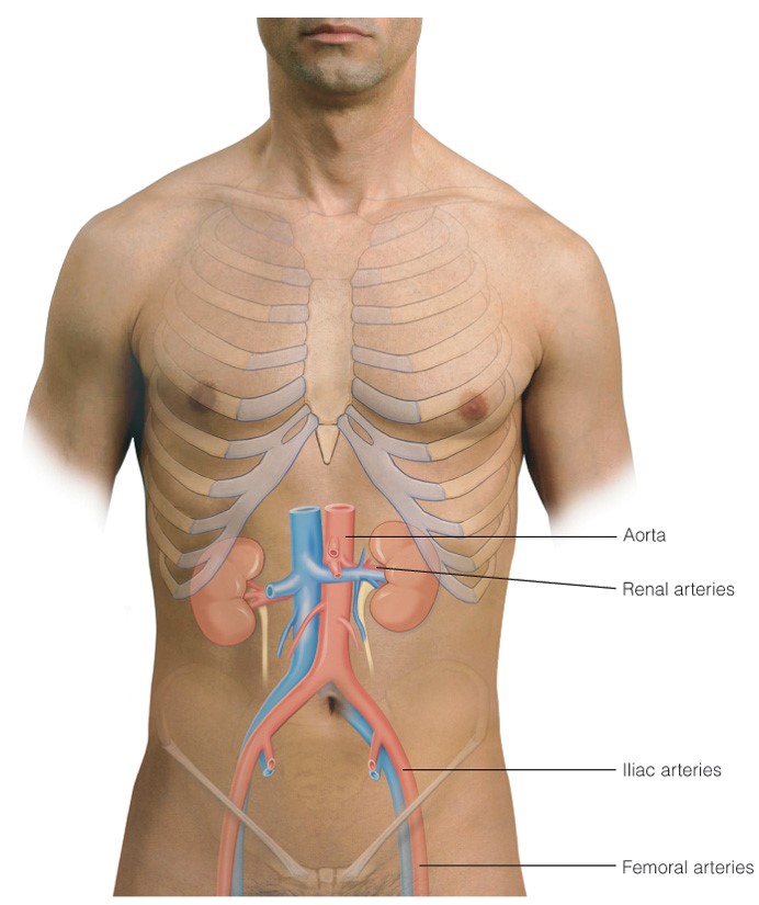 Auscultatory areas for vascular sounds