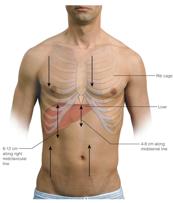 Percussion pattern for liver