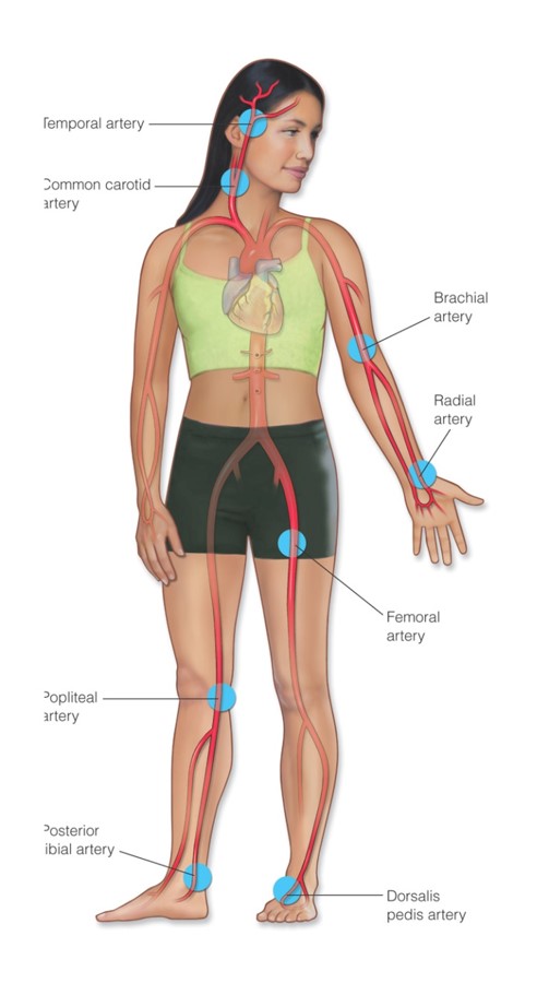 Body sites where the peripheral pulse is most easily palpated