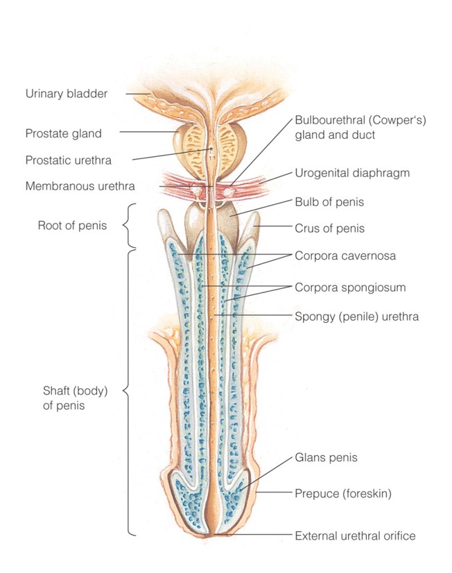 Structure of the penis