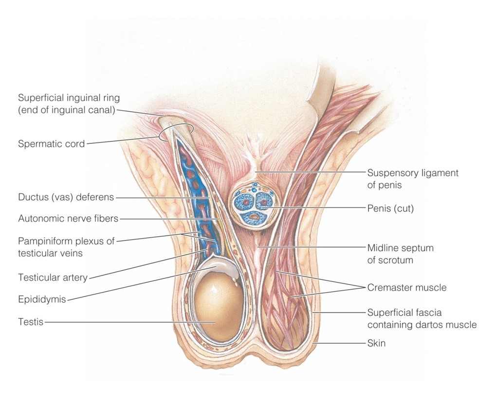 Contents of the scrotum, anterior view