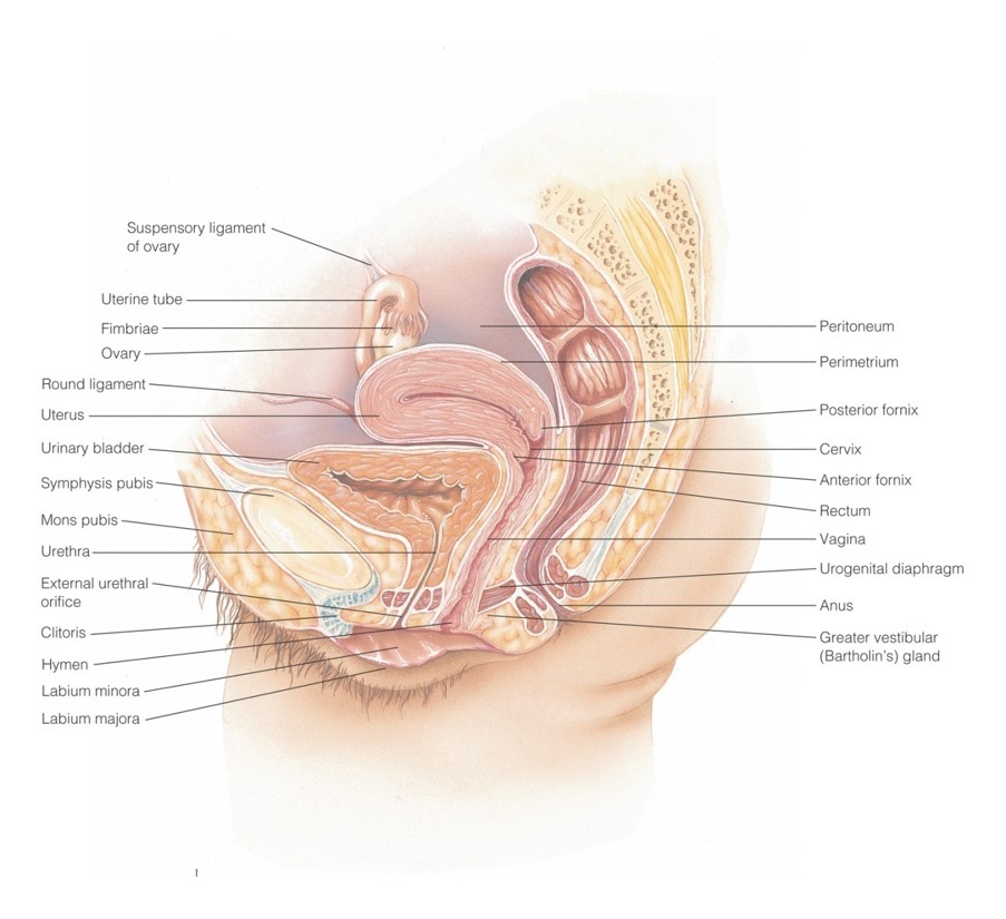 Internal organs of the female reproductive system within the pelvis