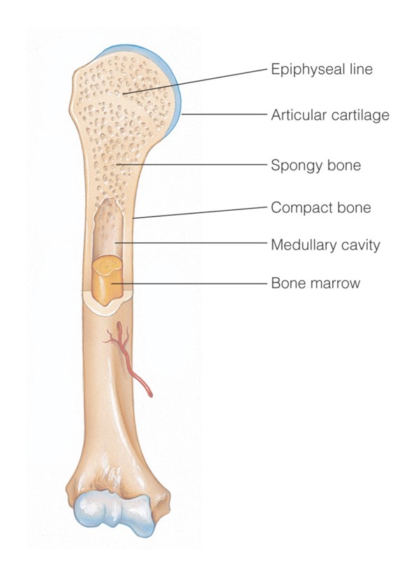 Composition of a long bone