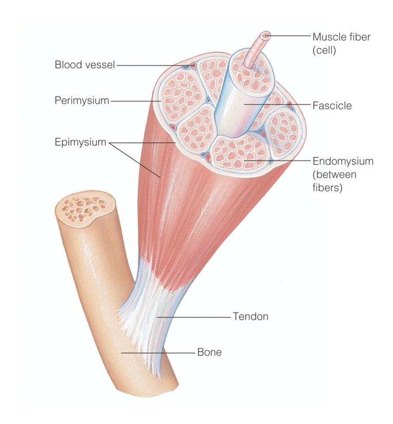 Composition of a skeletal muscle