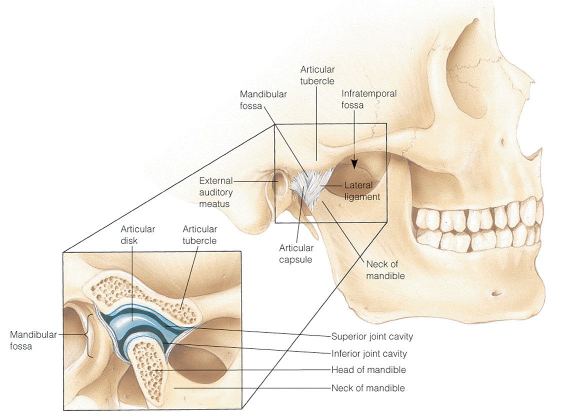 Temporomandibular joint