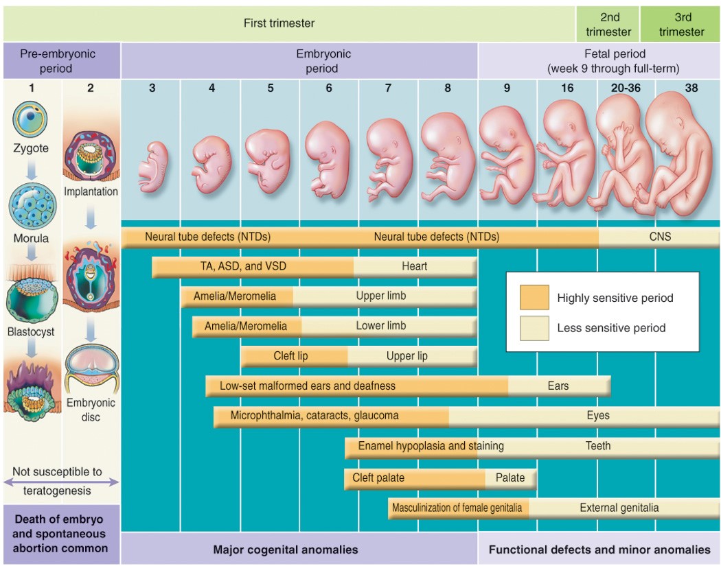 Fetal development