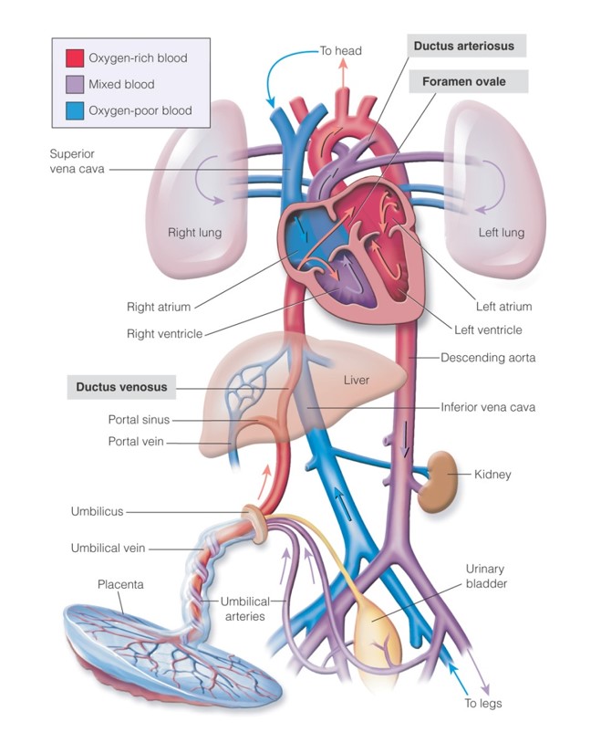 Fetal circulation