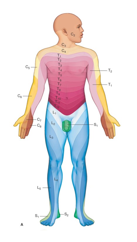 Dermatomes of body, anterior view