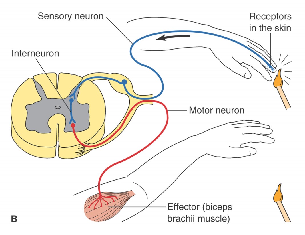 Two simple reflex arcs