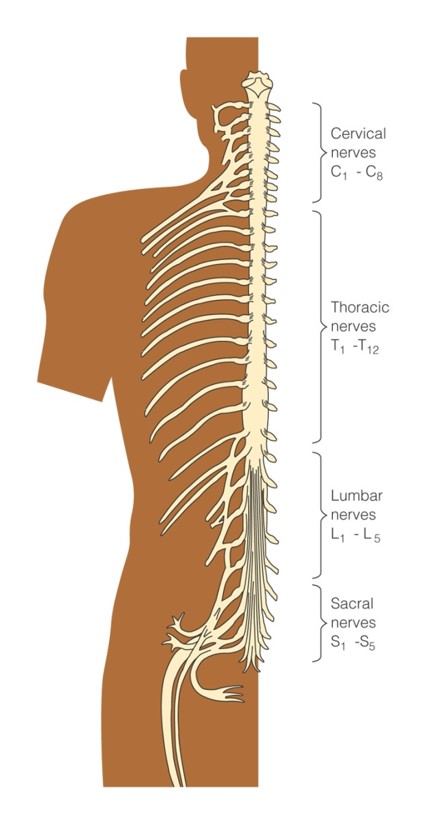 Spinal nerves