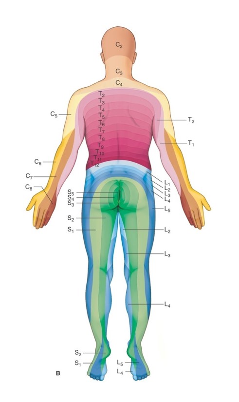 Dermatomes of body, posterior view