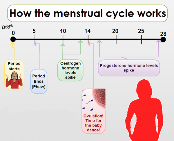 How Long Do You Ovulate After Your Period?