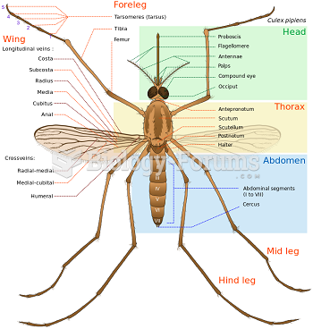 The structure of mosquito