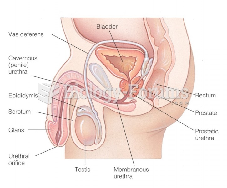 Gross anatomy of the male reproductive organs