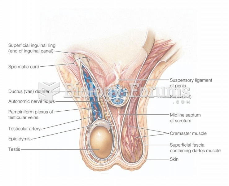 Contents of the scrotum, anterior view