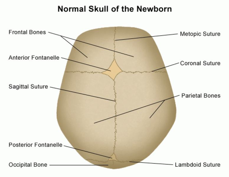 Anatomy of the Newborn Skull
