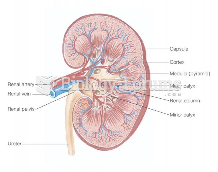 Internal anatomy of the kidney