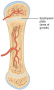 Epiphyseal Plate in Long Bone Adolescent bone growth takes place along the epiphyseal plate