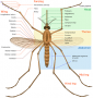 The structure of mosquito