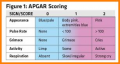 APGAR SCORE