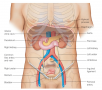 Abdominal vasculature and deep structures