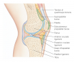 Knee joint: Sagittal section through the right knee