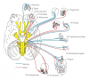 Cranial nerves and their target regions