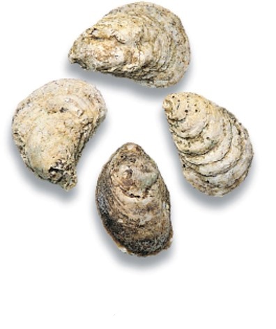 Bluepoint Oysters