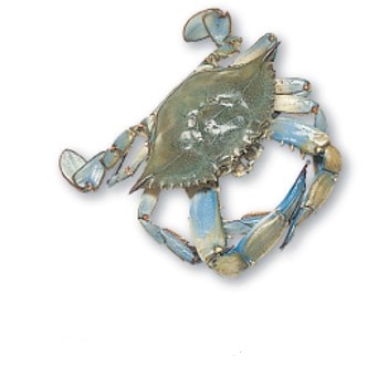 Blue Crab