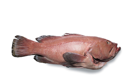 Grouper