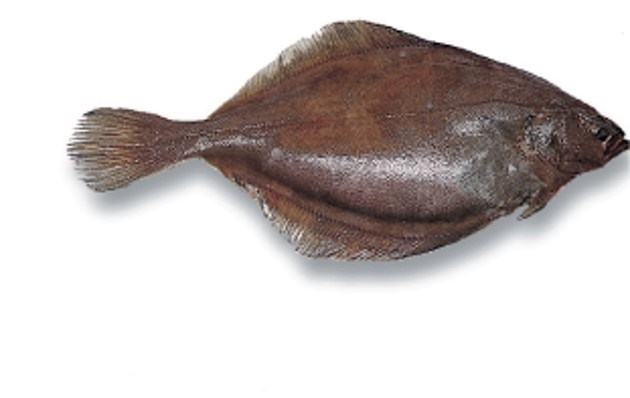 Lemon Sole