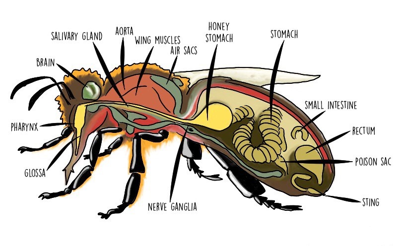 Do Honey Bees Have Two Stomachs?