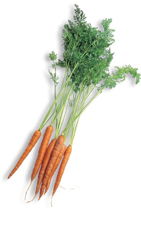 Root Vegetables: Carrots "جزر"