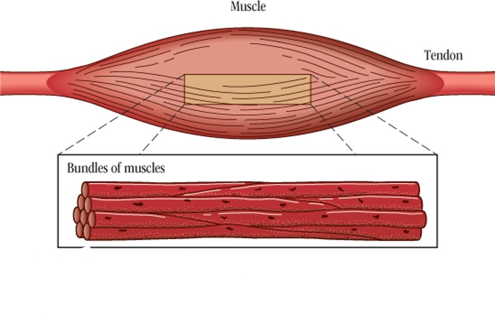 Muscle Tissue