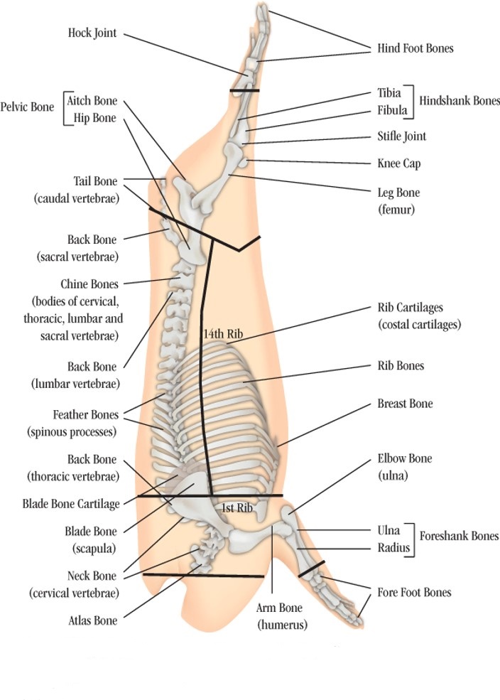 Skeletal Structure of a Hog