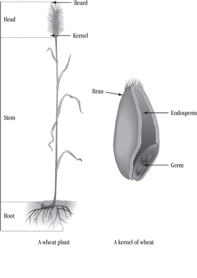 Wheat Plant