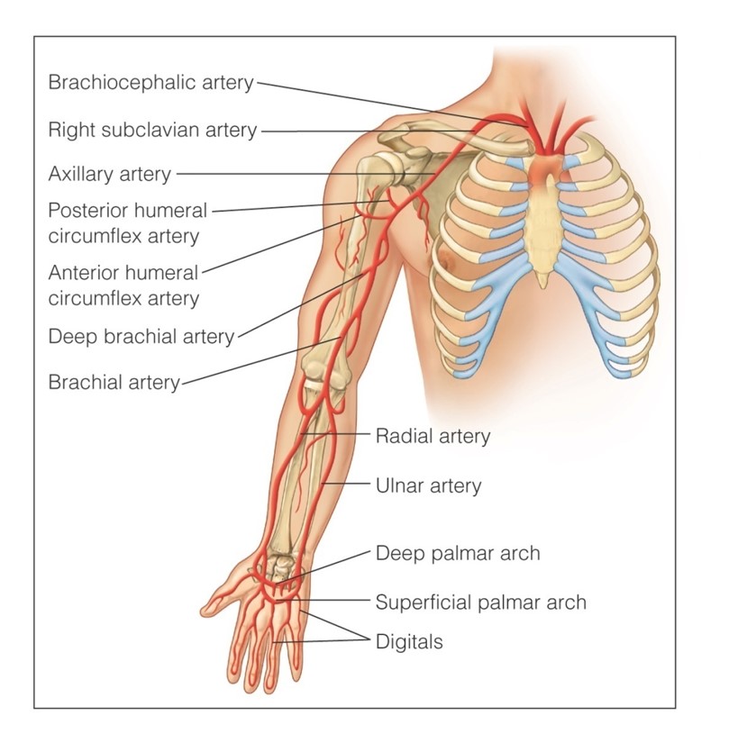 Main arteries of the arm