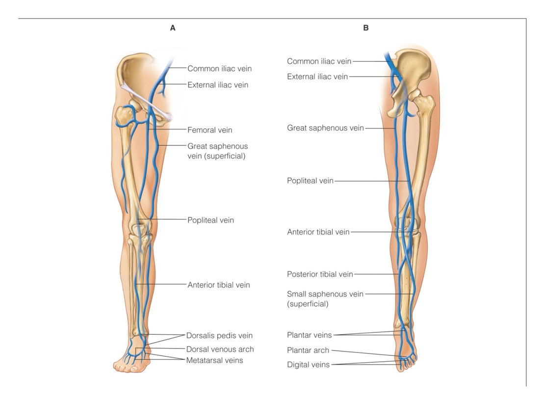 The main veins of the leg. A. Anterior view. B. Posterior view