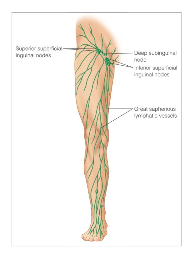 Main lymph nodes of the leg