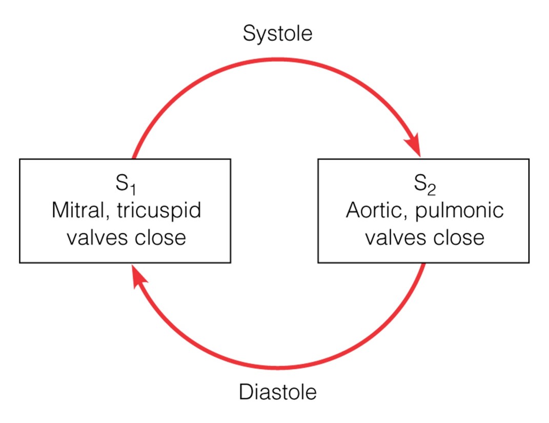 Heart sounds in systole and diastole