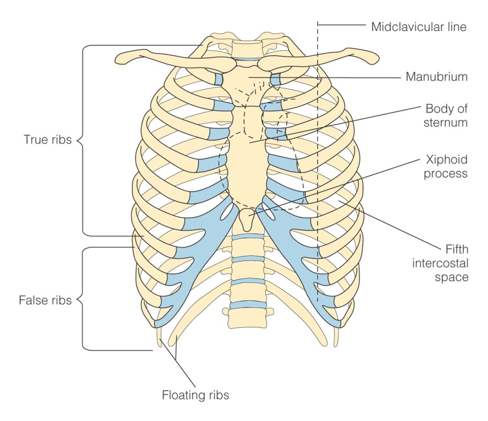 Landmarks for cardiovascular assessment