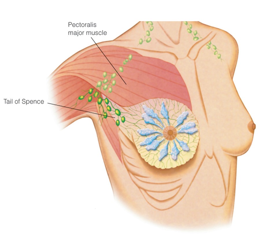 Anterior and lateral views of breast anatomy