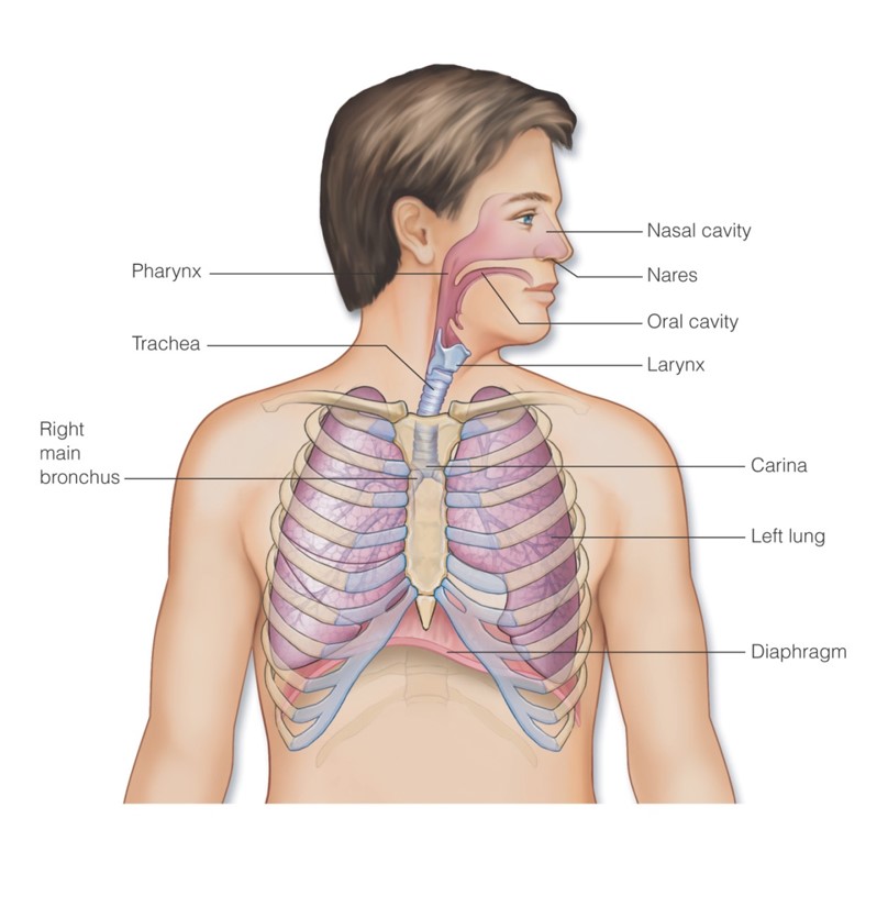 Anatomy of the respiratory system